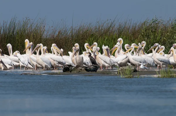 Kolonie der weißen Pelikane — Stockfoto