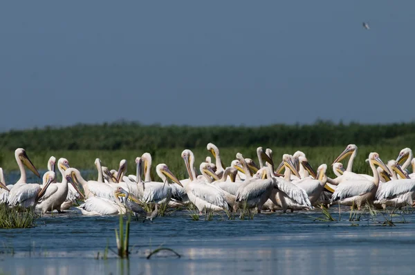 Witte pelikanen kolonie — Stockfoto