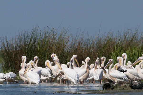 White Pelicans Colony — Stock Photo, Image
