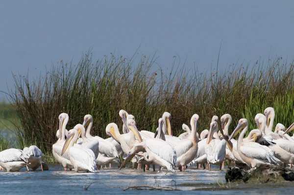 White Pelicans Colony — Stock Photo, Image