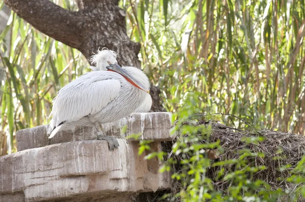 Dalmatian Pelican beristirahat — Stok Foto