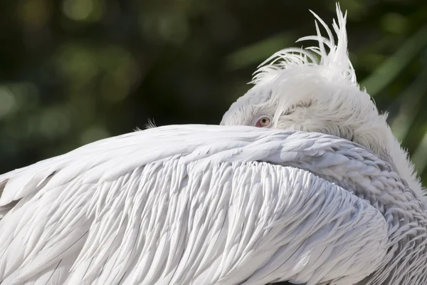 Dalmacia Pelícano durmiendo —  Fotos de Stock