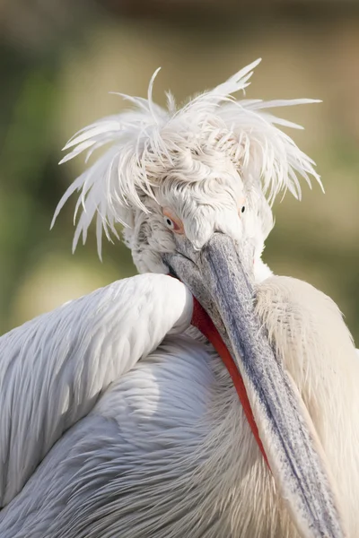 Dalmatian Pelican Portrait — Stock Photo, Image