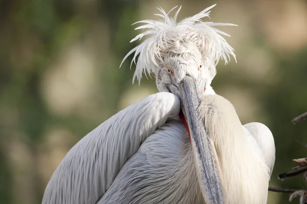 Dalmatian Pelican Portrait — Stock Photo, Image