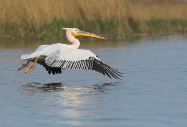 Tuna deltasındaki beyaz pelikan.