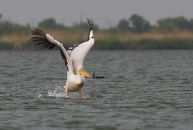 Tuna deltasındaki beyaz pelikan.