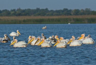 Tuna deltasındaki beyaz pelikan.