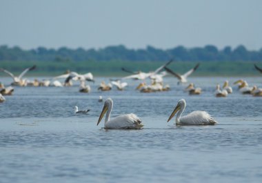 Tuna deltasındaki beyaz pelikan.