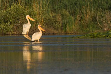 Tuna deltasındaki beyaz pelikan.