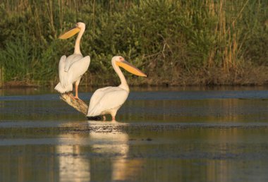 Tuna deltasındaki beyaz pelikan.