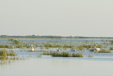 Tuna deltasındaki beyaz pelikan.