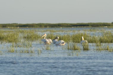 Tuna deltasındaki beyaz pelikan.