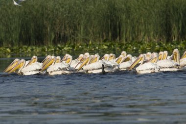 Tuna deltasındaki beyaz pelikan.