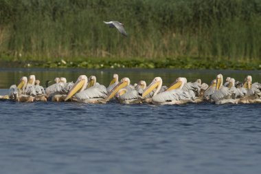 Tuna deltasındaki beyaz pelikan.