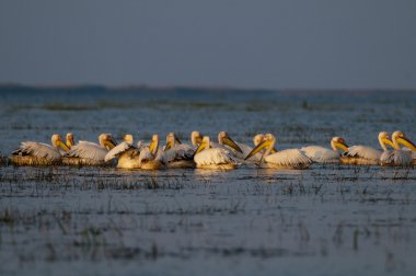 Tuna deltasındaki beyaz pelikan.