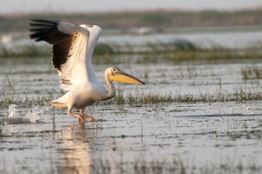 Tuna deltasındaki beyaz pelikan.