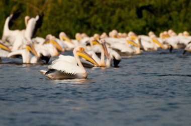 Tuna deltasındaki beyaz pelikan.