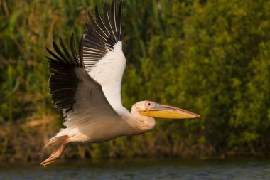 Tuna deltasındaki beyaz pelikan.