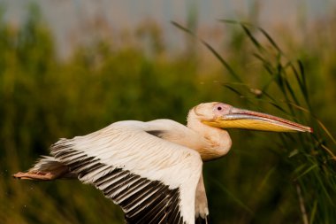 Tuna deltasındaki beyaz pelikan.