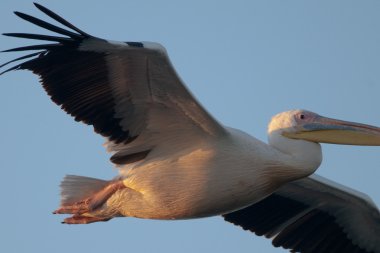 Tuna deltasındaki beyaz pelikan.