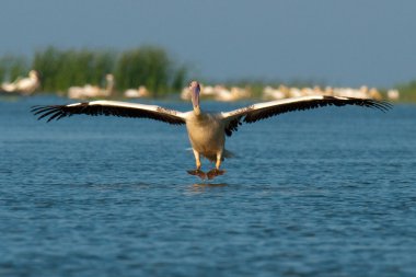 Tuna deltasındaki beyaz pelikan.