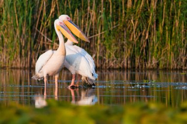 Tuna deltasındaki beyaz pelikan.