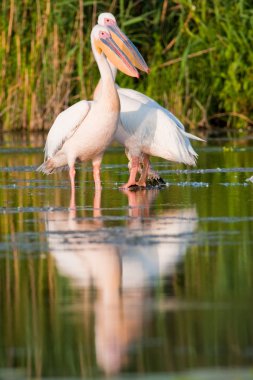 Tuna deltasındaki beyaz pelikan.