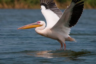 Tuna deltasındaki beyaz pelikan.