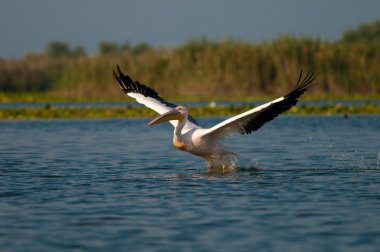 Tuna deltasındaki beyaz pelikan.