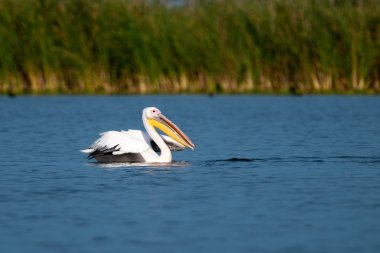 Tuna deltasındaki beyaz pelikan.