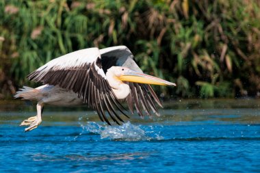 Tuna deltasındaki beyaz pelikan.