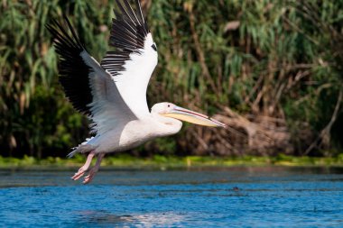 Tuna deltasındaki beyaz pelikan.
