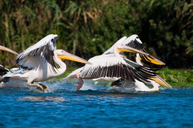 Tuna deltasındaki beyaz pelikan.