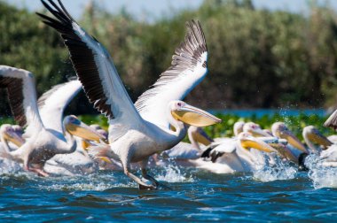 Tuna deltasındaki beyaz pelikan.