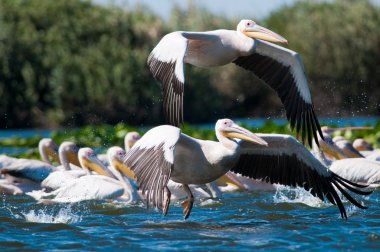 Tuna deltasındaki beyaz pelikan.