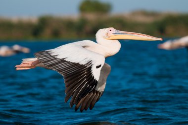 Tuna deltasındaki beyaz pelikan.