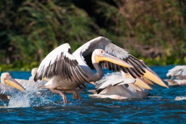 Tuna deltasındaki beyaz pelikan.