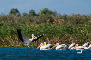 Tuna deltasındaki beyaz pelikan.