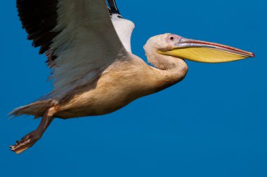 Tuna deltasındaki beyaz pelikan.