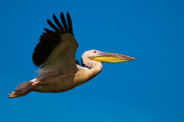 Tuna deltasındaki beyaz pelikan.