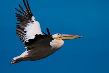 Tuna deltasındaki beyaz pelikan.