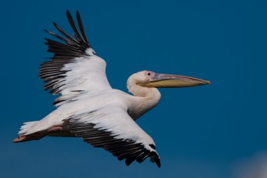 Tuna deltasındaki beyaz pelikan.