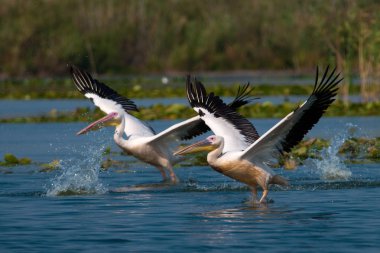 Tuna deltasındaki beyaz pelikan.