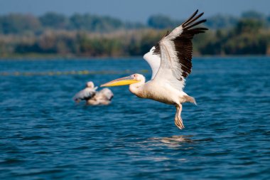 Tuna deltasındaki beyaz pelikan.