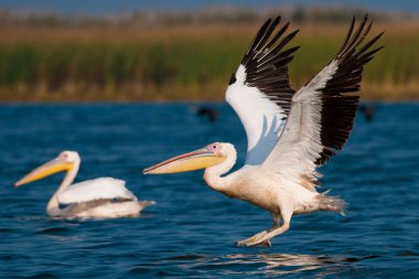 Tuna deltasındaki beyaz pelikan.