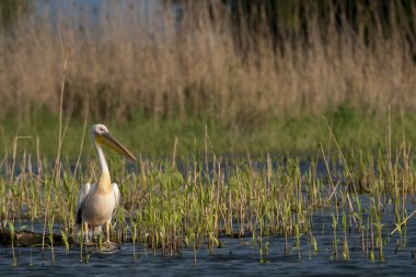 Beyaz Pelikan dinlenme