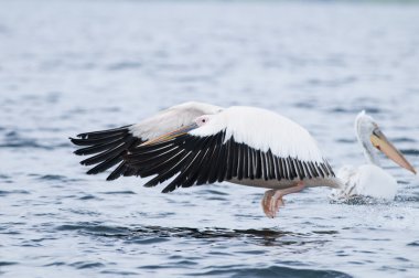 Tuna deltasındaki beyaz pelikan.