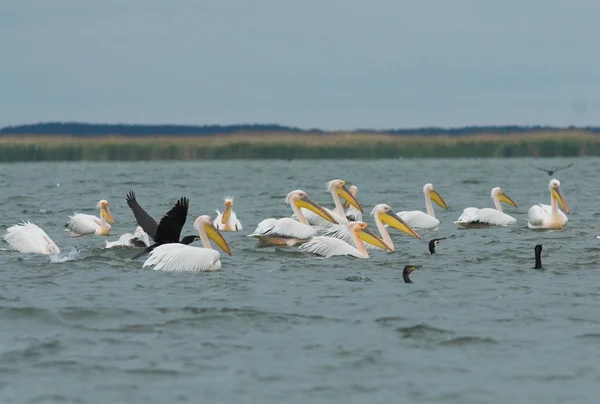 White Pelican in Danube Delta — Stock Photo, Image