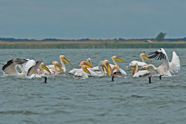 Witte pelikaan in danube delta — Stockfoto