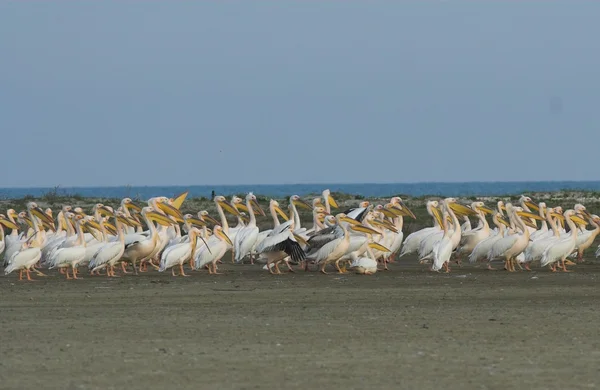 Witte pelikaan in danube delta — Stockfoto